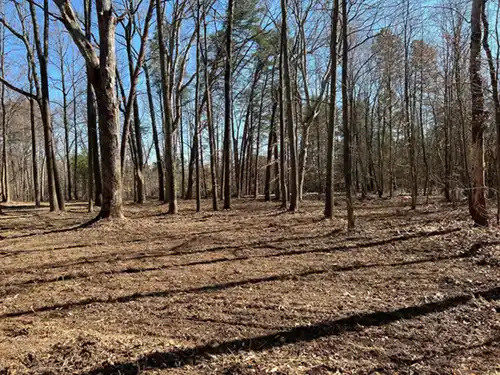 Forestry Mulching