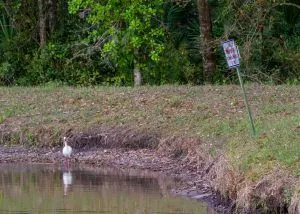 THE DIFFERENCE BETWEEN A RETENTION POND AND A DETENTION POND